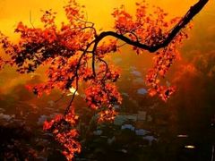 -婺源梦里老家大型山水实景演出