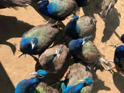 -萌宠亲子动物乐园(槐房万达店)