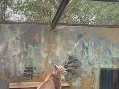 -青藏高原野生动物园