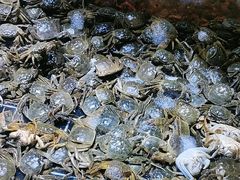 -聚盛源蒸汽海鲜火锅烤肉自助(巨川金海岸购物广场店)