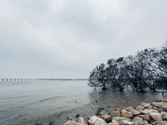-宝安西湾红树林湿地公园