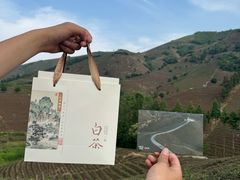 -白茶原·一片叶子