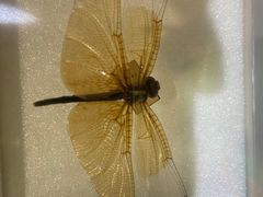 -上海昆虫博物馆