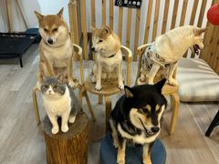 -柴迷FANS CLUB·柴犬狗咖·猫咖