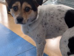 -天使宠物医院·犬猫分诊(彩虹店)