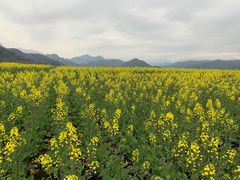 -桑洲油菜花景区