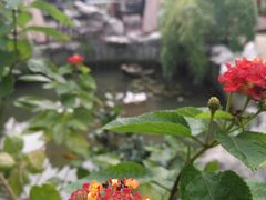 -漫渡庄绿岛花园•隐世庭园菜(滨湖店)