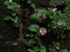 -乐领拈花溪·林涧食韵