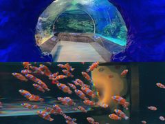 -海合安成都极地海洋公园