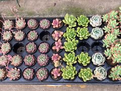 -金陵花卉交易市场