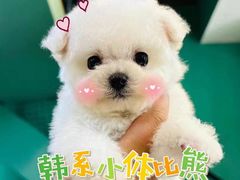 -萌宠之家·腊肠犬·马尔泰·小体犬舍