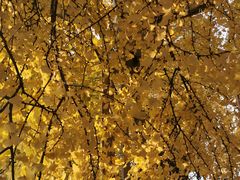 -四川大学(华西校区)