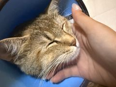 -米苏动物医院·犬猫专科·骨科外科内窥镜