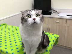 -凯特喵百思猫专科医院