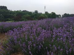 -大塘金香草谷