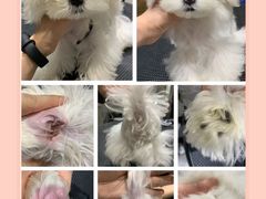 -Oh My Dog宠物沙龙(伊珊娜皮毛护理店)