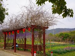 -天适樱花悠乐园