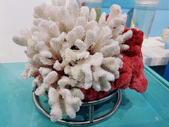 -前小桔亲子创意农场·草莓采摘·露营烧烤