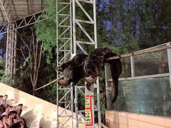 -清迈夜间动物园