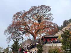 -崂山巨峰游览区
