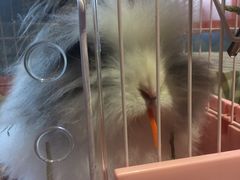 -藦茜花园宠物主题亲子互动体验馆(国顺东路店)
