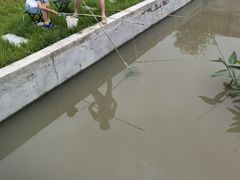 -南汇新场正宗水蜜桃采摘