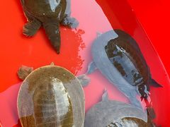 -长兴慧子土特产茶行