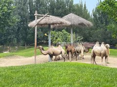 -北京野生动物园