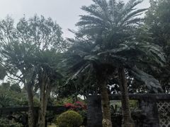 -深圳仙湖植物园