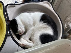 -有猫主题·治愈系猫咖(曾厝垵店)