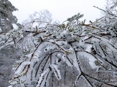 -凤凰山国家森林公园