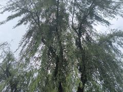 -洨河生态公园