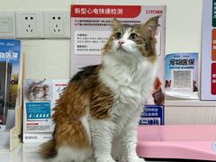 -凯特喵百思猫专科医院