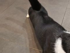 -原田新料理(1912店)