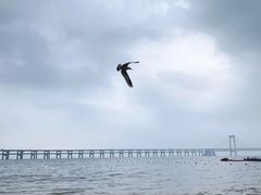 -星海湾跨海大桥