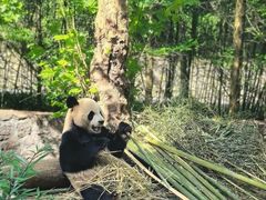 -都江堰中华大熊猫苑