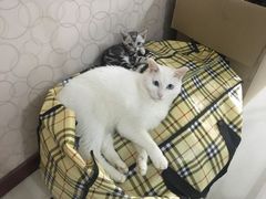 -米苏动物医院·犬猫专科·骨科外科内窥镜