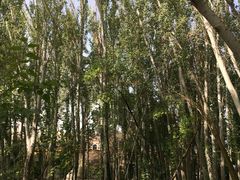 -艾提尕尔清真寺