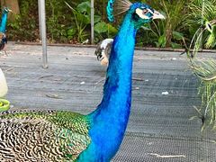 -福建鲤鱼洲酒店