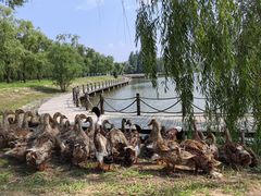 -野鸭湖国家湿地公园