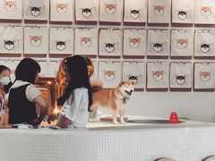 -柴务处·柴犬主题狗咖