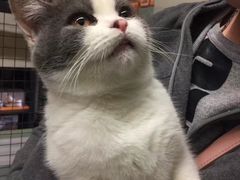 -猫咪博物馆(顶澳仔猫街店)