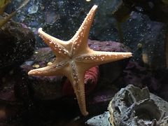 -西雅图水族馆