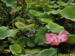 -羊亭河湿地公园