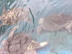 -广东惠东海龟国家级自然保护区
