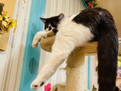 -猫小院猫主题咖啡厅(北锣店)