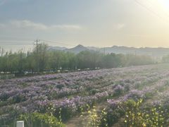 -君乐宝优致牧场