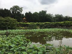 -嘉定紫藤园