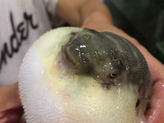 -观桥阁(锦溪店)