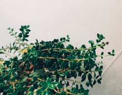-Yue Show馨选·半永久纹眉纹眼线